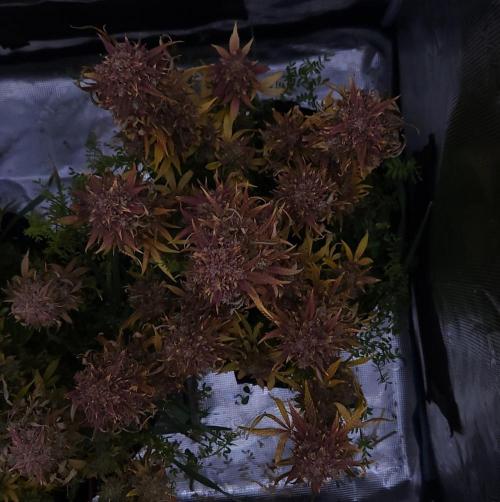 Night Owl LSO/Organics !. Week 12 - Instant Classik (Day 85)