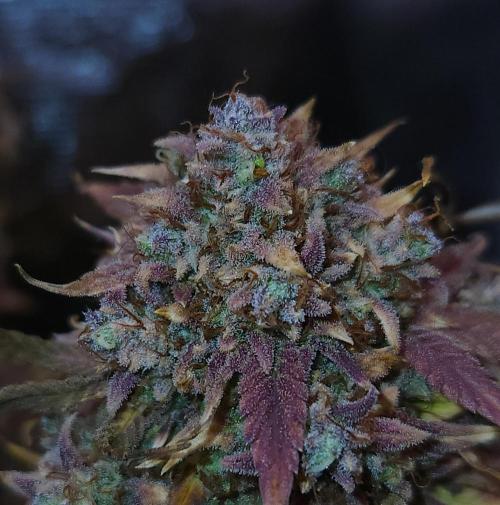 Night Owl LSO/Organics !. Week 12 - Instant Classik (Day 85)