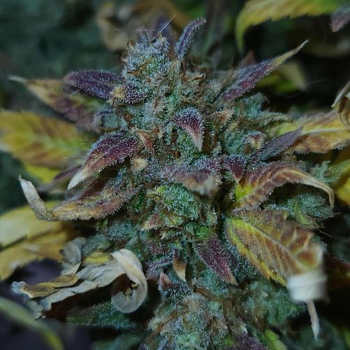 Night Owl LSO/Organics !. Week 12 - Instant Classik (Day 85)