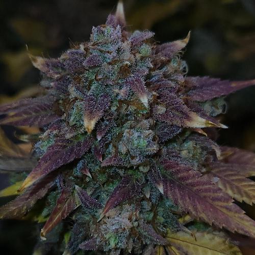Night Owl LSO/Organics !. Week 12 - Instant Classik (Day 85)