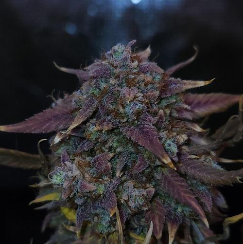 Night Owl LSO/Organics !. Week 12 - Instant Classik (Day 85)