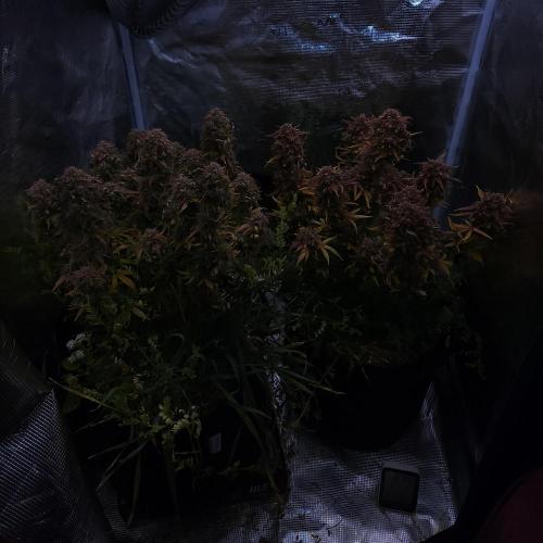 Night Owl LSO/Organics !. Week 12 - 07/25/26