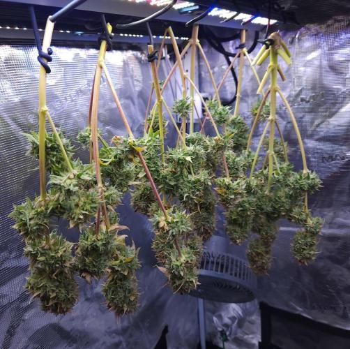 Night Owl LSO/Organics !. Week 12 - Chem 'N' Kush (Day 85) 07/25/26
