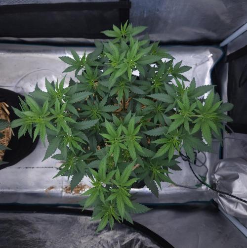 Romdog/Garlic Fever LSO + Organics !. Week 6 - Romdog (Day 38)