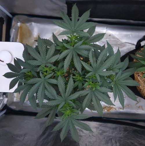 Romdog/Garlic Fever LSO + Organics !. Week 6 - Garlic Fever (Day 38)