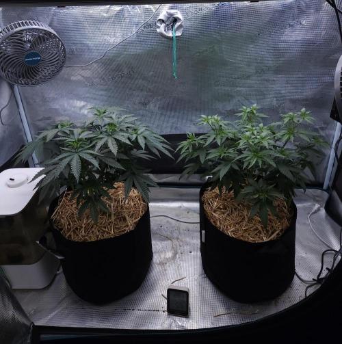 Romdog/Garlic Fever LSO + Organics !. Week 6 - 07/26/26