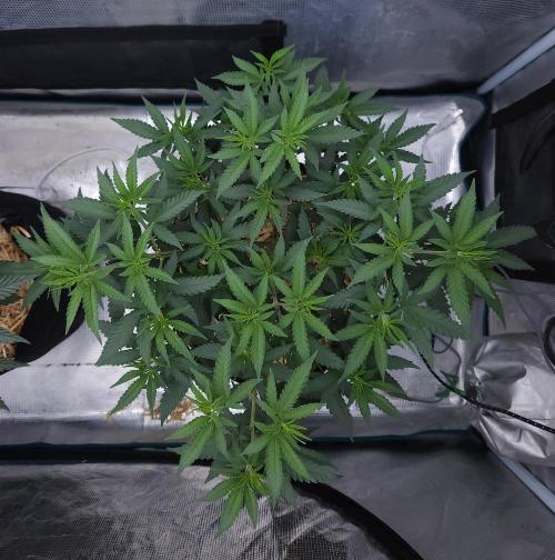 Romdog/Garlic Fever LSO + Organics !. Week 6 - Romdog (Day 39)