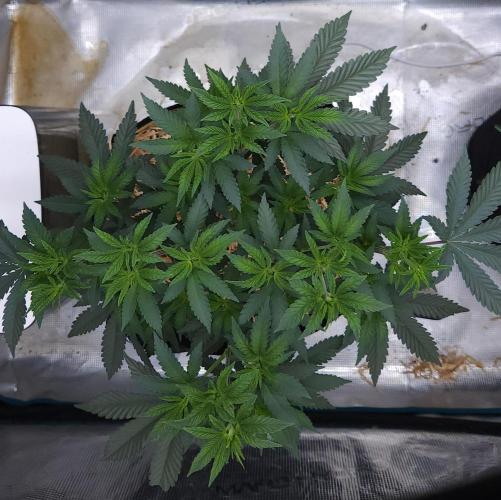 Romdog/Garlic Fever LSO + Organics !. Week 6 - Garlic Fever (Day 39)