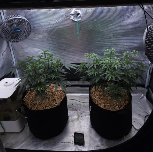 Romdog/Garlic Fever LSO + Organics !. Week 6 - 07/27/26
