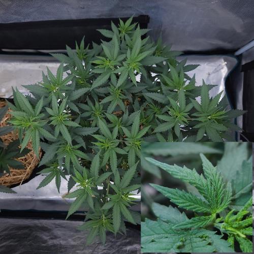 Romdog/Garlic Fever LSO + Organics !. Week 6 - Romdog (Day 40)