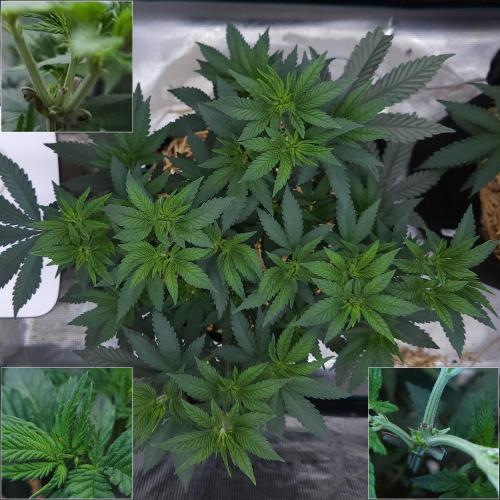Romdog/Garlic Fever LSO + Organics !. Week 6 - Garlic Fever (Day 40)