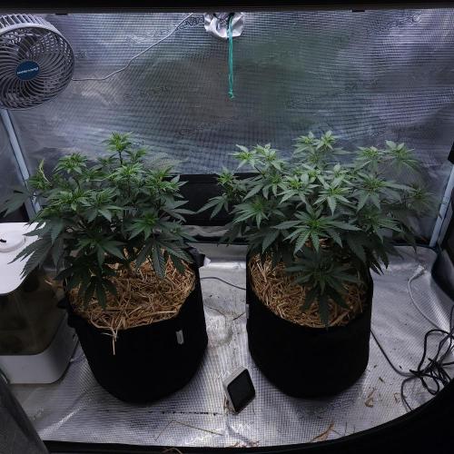 Romdog/Garlic Fever LSO + Organics !. Week 6 - 07/28/26