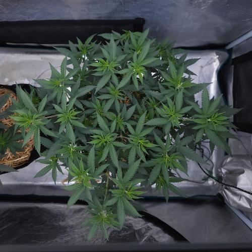 Romdog/Garlic Fever LSO + Organics !. Week 6 - Romdog (Day 41)
