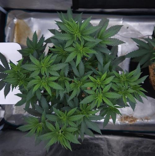 Romdog/Garlic Fever LSO + Organics !. Week 6 - Garlic Fever (Day 41)