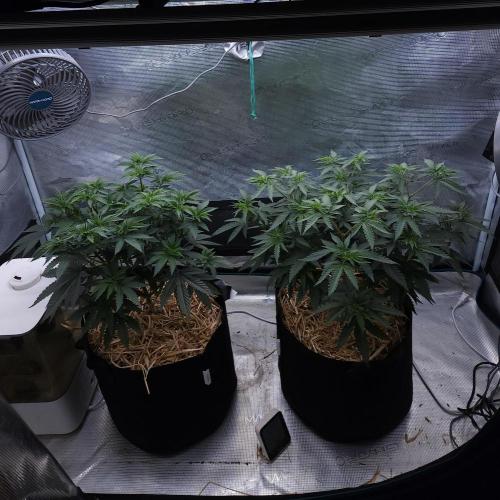 Romdog/Garlic Fever LSO + Organics !. Week 6 - 07/29/26