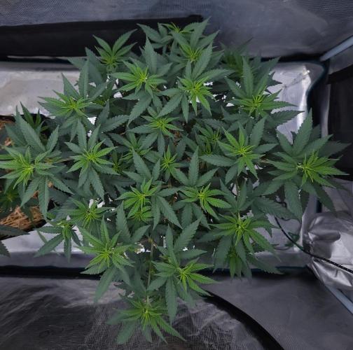 Romdog/Garlic Fever LSO + Organics !. Week 7 - Romdog (Day 42)