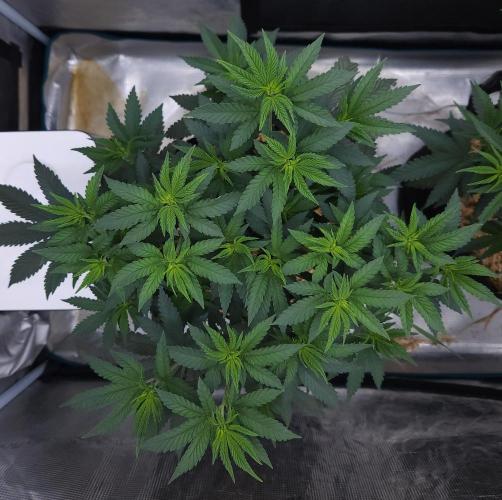 Romdog/Garlic Fever LSO + Organics !. Week 7 - Garlic Fever (Day 42)