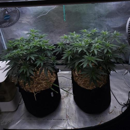 Romdog/Garlic Fever LSO + Organics !. Week 7 - 07/30/26
