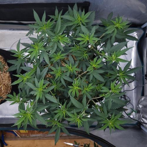Romdog/Garlic Fever LSO + Organics !. Week 7 - Romdog (Day 43)