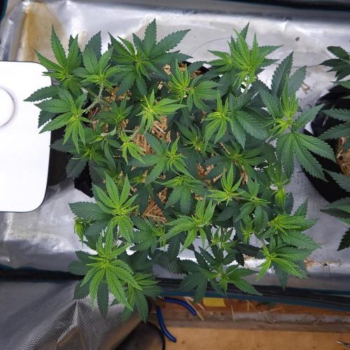 Romdog/Garlic Fever LSO + Organics !. Week 7 - Garlic Fever (Day 43)