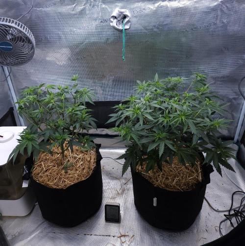 Romdog/Garlic Fever LSO + Organics !. Week 7 - 07/31/26
