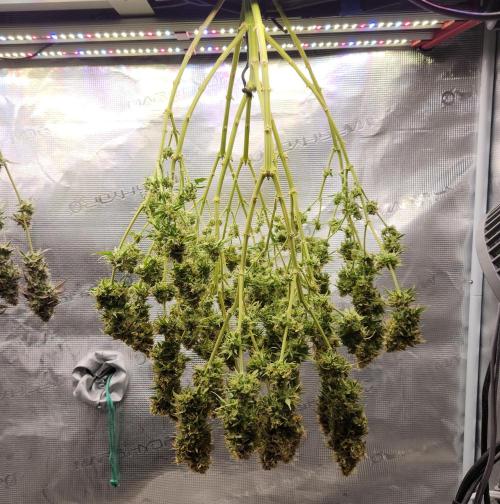 Butterbean Birdseed - Fast Flowering LSO. Week 18 - UBC Chemo HARVEST