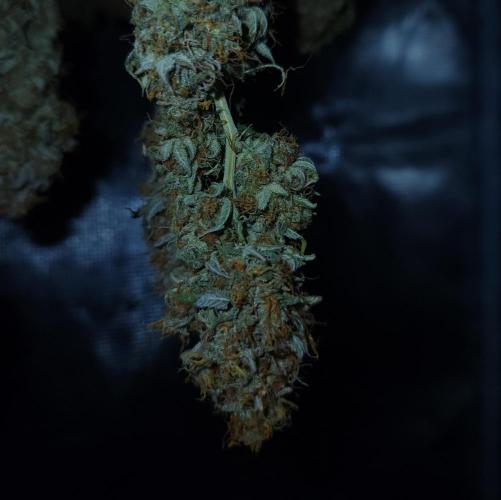 Butterbean Birdseed - Fast Flowering LSO. Week 18 - UBC Chemo HARVEST