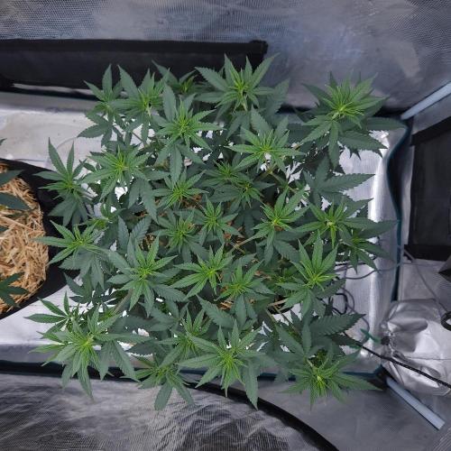Romdog/Garlic Fever LSO + Organics !. Week 7 - Romdog (Day 44)
