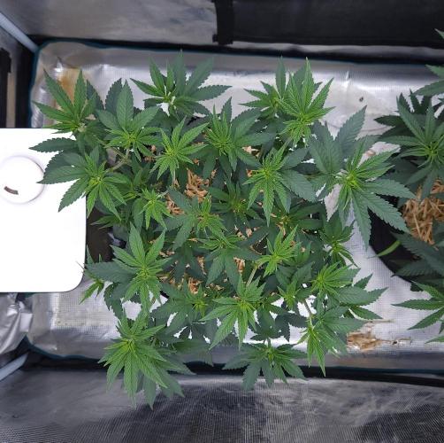 Romdog/Garlic Fever LSO + Organics !. Week 7 - Garlic Fever (Day 44)