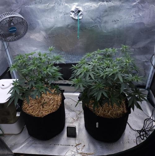 Romdog/Garlic Fever LSO + Organics !. Week 7 - 08/01/26