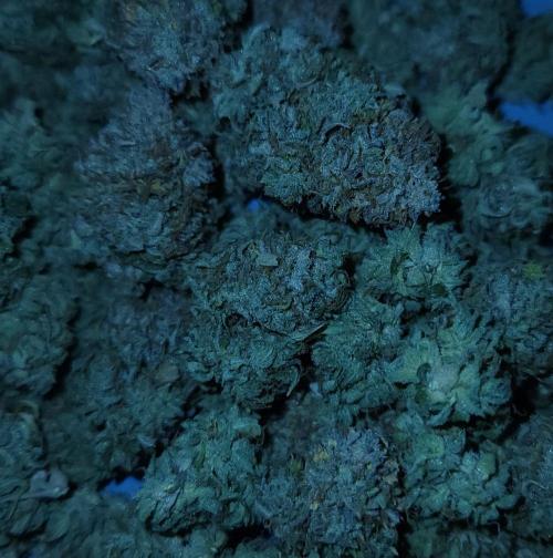 Night Owl LSO/Organics !. Week 13 - Chem 'N' Kush HARVEST 