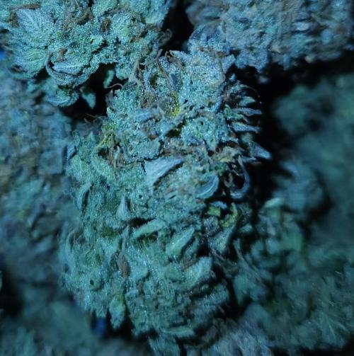 Night Owl LSO/Organics !. Week 13 - Chem 'N' Kush HARVEST 