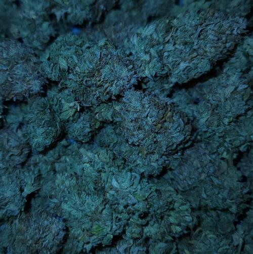 Night Owl LSO/Organics !. Week 13 - Chem 'N' Kush HARVEST 