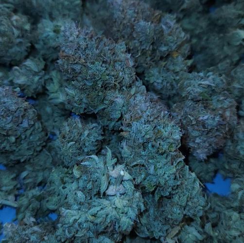 Night Owl LSO/Organics !. Week 13 - Chem 'N' Kush HARVEST 
