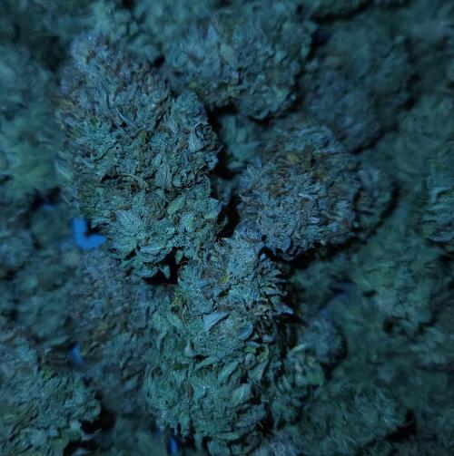 Night Owl LSO/Organics !. Week 13 - Chem 'N' Kush HARVEST 