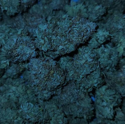 Night Owl LSO/Organics !. Week 13 - Chem 'N' Kush HARVEST 