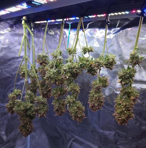 Night Owl LSO/Organics !. Week 13 - Instant Classik HARVEST