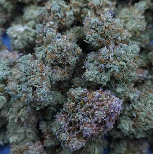 Night Owl LSO/Organics !. Week 13 - Instant Classik HARVEST
