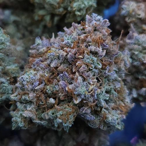 Night Owl LSO/Organics !. Week 13 - Instant Classik HARVEST