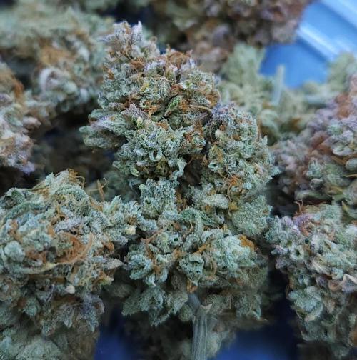 Night Owl LSO/Organics !. Week 13 - Instant Classik HARVEST