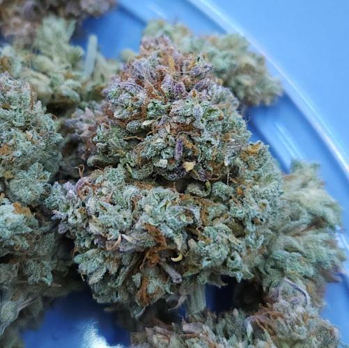 Night Owl LSO/Organics !. Week 13 - Instant Classik HARVEST