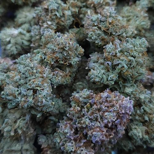 Night Owl LSO/Organics !. Week 13 - Instant Classik HARVEST
