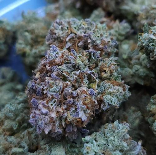 Night Owl LSO/Organics !. Week 13 - Instant Classik HARVEST