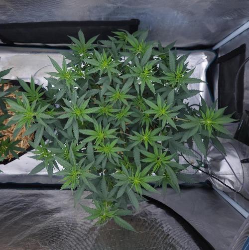 Romdog/Garlic Fever LSO + Organics !. Week 7 - Romdog (Day 44)