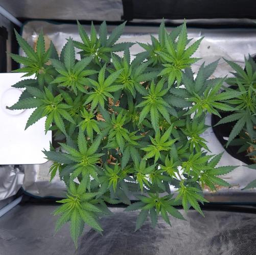 Romdog/Garlic Fever LSO + Organics !. Week 7 - Garlic Fever (Day 44)