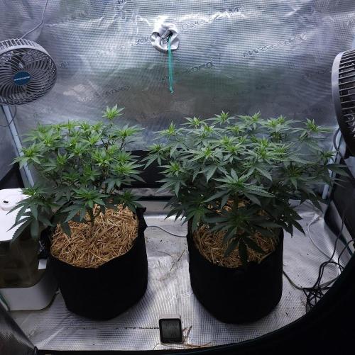 Romdog/Garlic Fever LSO + Organics !. Week 7 - 08/02/26