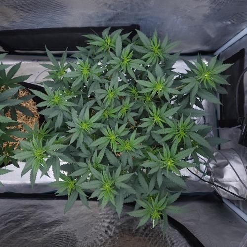 Romdog/Garlic Fever LSO + Organics !. Week 7 - Romdog (Day 45)