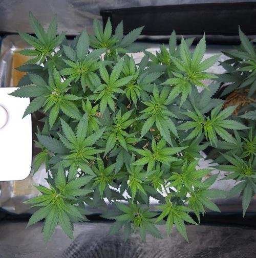 Romdog/Garlic Fever LSO + Organics !. Week 7 - Garlic Fever (Day 45)