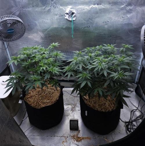 Romdog/Garlic Fever LSO + Organics !. Week 7 - 08/03/26