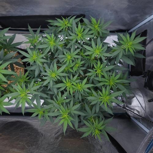 Romdog/Garlic Fever LSO + Organics !. Week 7 - Romdog (Day 46)
